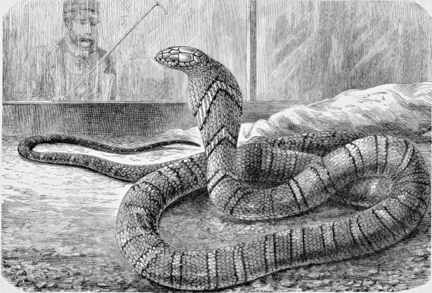 a sketch of a snake in a terrarium, with a male figure in the background